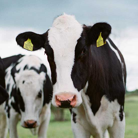 Gümüşhane yaylası