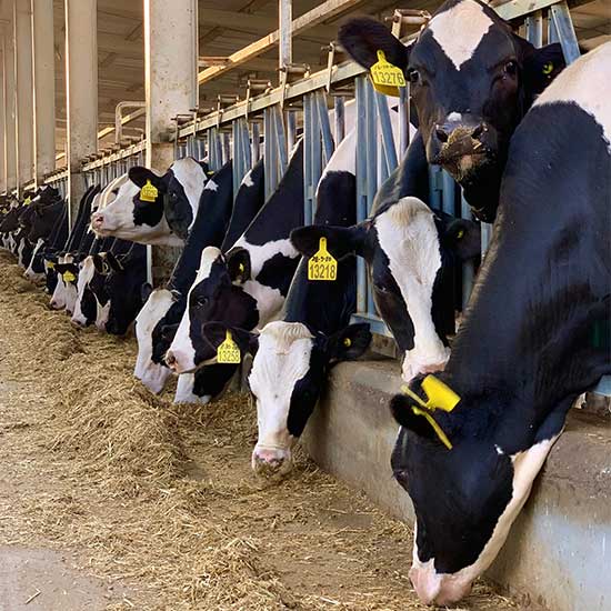 Doğal beslenen hayvanlar